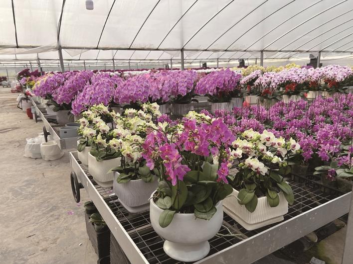 旺季贏先機(jī) 必須要有新“花”樣